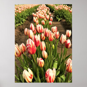 Poster Tulipas de Geração Feliz