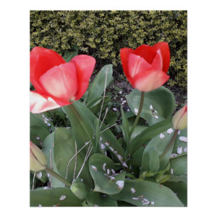 Póster Tulipas de jardim