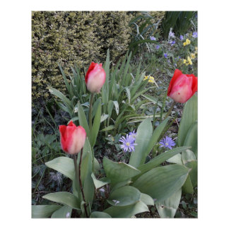 Póster Tulipas de jardim vermelho