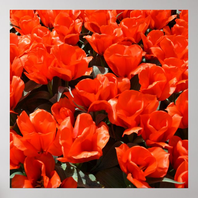 Poster Tulipas de laranja (Frente)