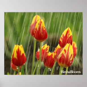 Poster Tulipas de primavera
