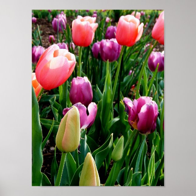 Póster Tulipas de primavera (Frente)