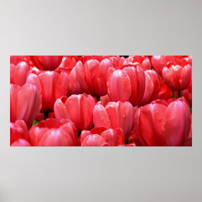Póster Tulipas de primavera (Frente)