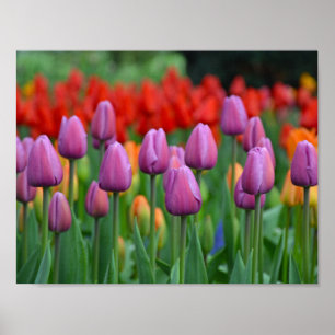 Poster Tulipas de primavera púrpura
