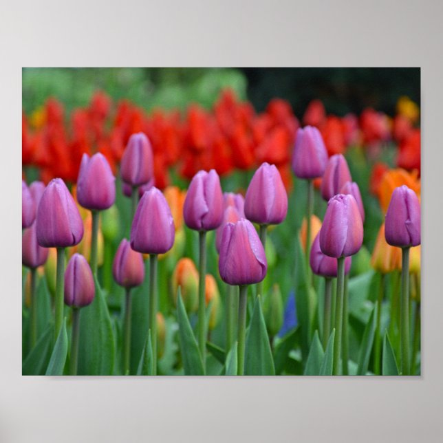 Poster Tulipas de primavera púrpura (Frente)