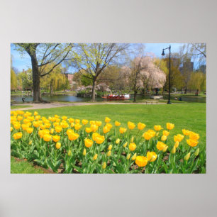 Póster Tulipas do amarelo do jardim público de Boston