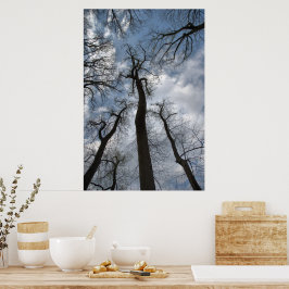 Poster Tulipas Dramáticas Árvores Poplares Nuvens Céu Azu