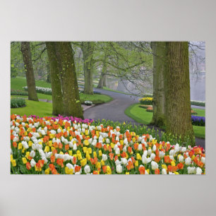 Póster Tulipas e estrada, Jardins Keukenhof, Lisse,