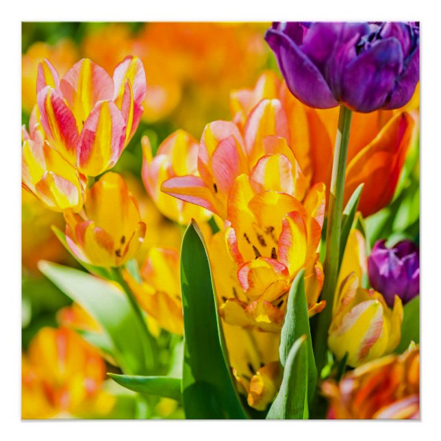 Póster Tulipas Encantando 01 (Frente)