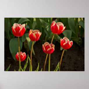 Poster Tulipas, Festival de Tulipas, Woodburn, Oregon, EU