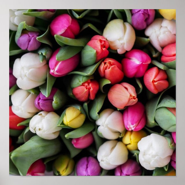 Poster Tulipas Flores Coloridas Páscoa (Frente)