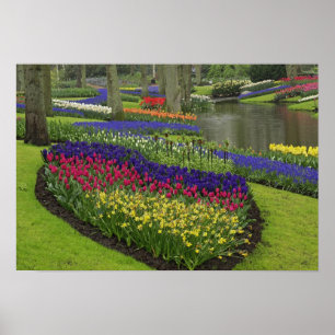 Póster Tulipas, Hyacinth de Uvas e daffodils,