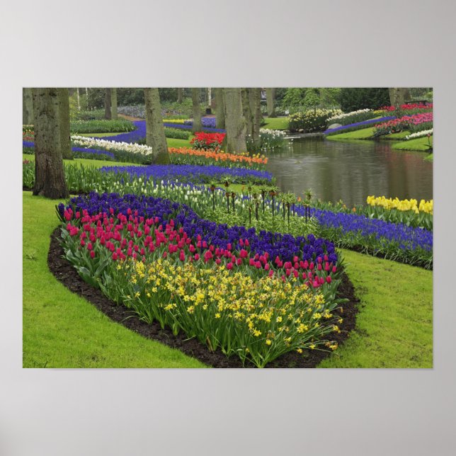 Póster Tulipas, Jacintos de Uva e narcisos, (Frente)
