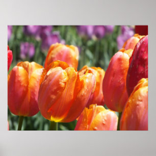 Poster Tulipas Laranja