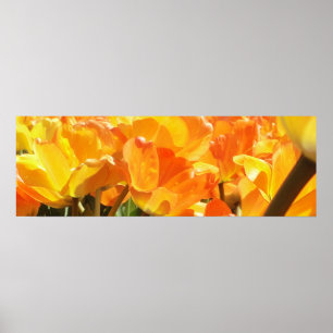 Poster Tulipas laranja e amarela de fechamento
