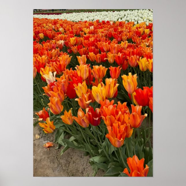 Poster Tulipas laranja no campo, Woodburn, OU (Frente)