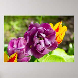 Poster Tulipas lilás num dia ensolarado
