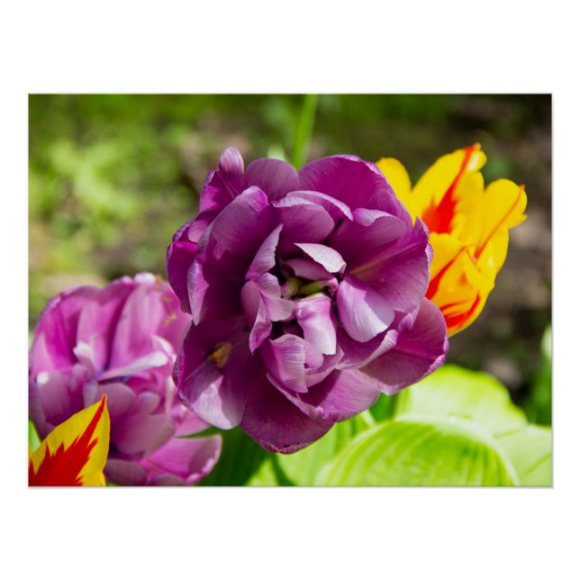 Póster Tulipas lilás num dia ensolarado (Frente)