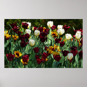 Póster Tulipas Marrons e Amarelas Floral Colorido