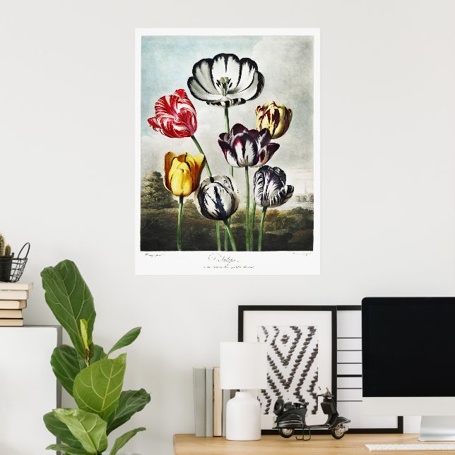 Poster Tulipas Multicolor em Estilo Regency Mal-humorado (Escritório em casa)