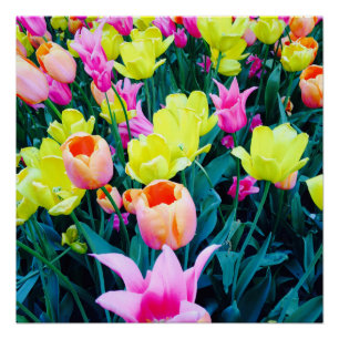 Póster Tulipas na cidade