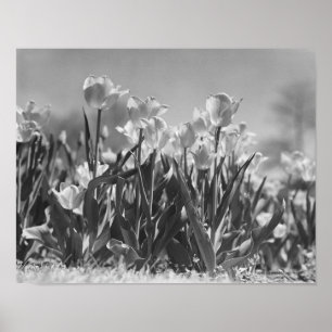 Póster Tulipas na flor