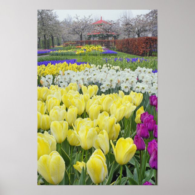 Póster Tulipas, narcídeos e flores de Hyacinto de Uvas, (Frente)