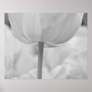 Póster Tulipas nos Jardins Keukenhof, Holanda.