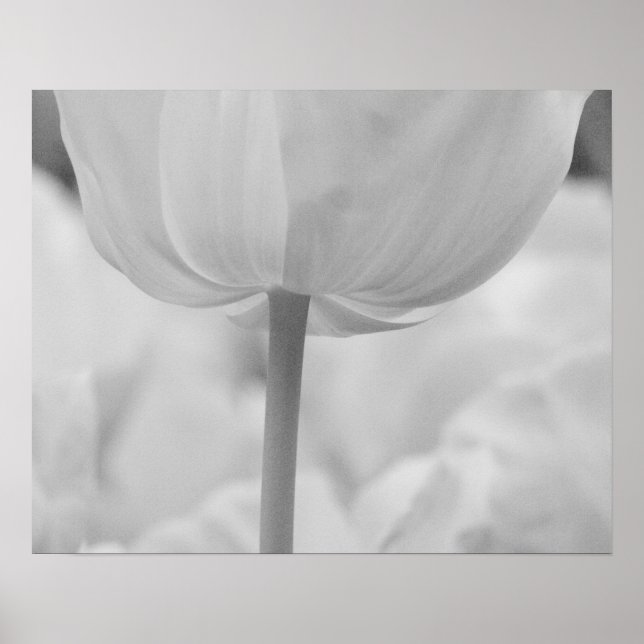 Póster Tulipas nos Jardins Keukenhof, Holanda. (Frente)