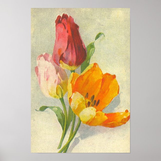 Póster Tulipas por Catherine Klein (Frente)