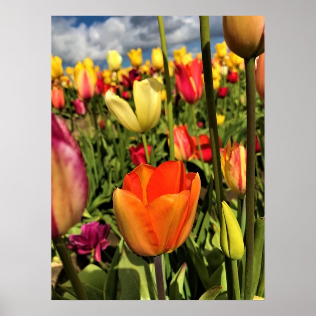 Poster Tulipas Primavera coloridas (Frente)