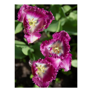 Póster Tulipas púrpuras e brancas no jardim