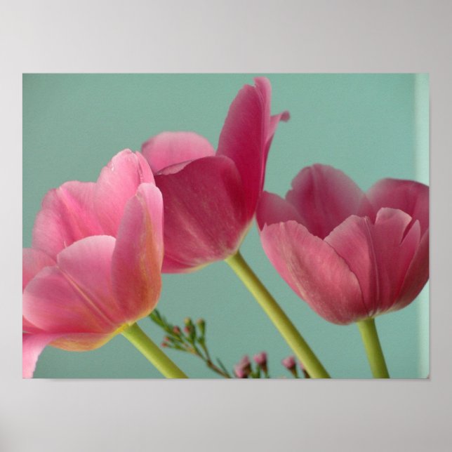 Poster Tulipas Rosa (Frente)