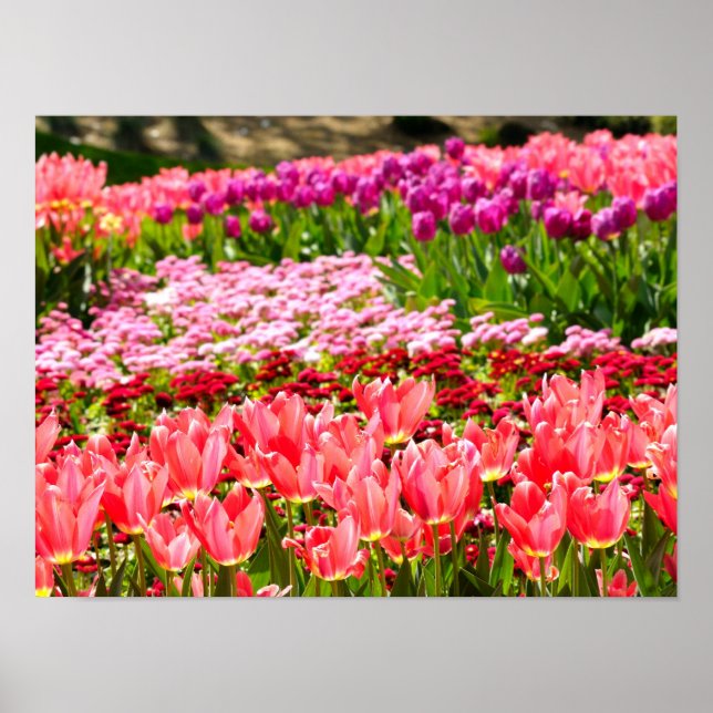 Póster Tulipas rosa (Frente)