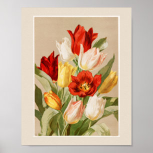 Poster Tulipas rosa, amarelas, brancas e vermelhas