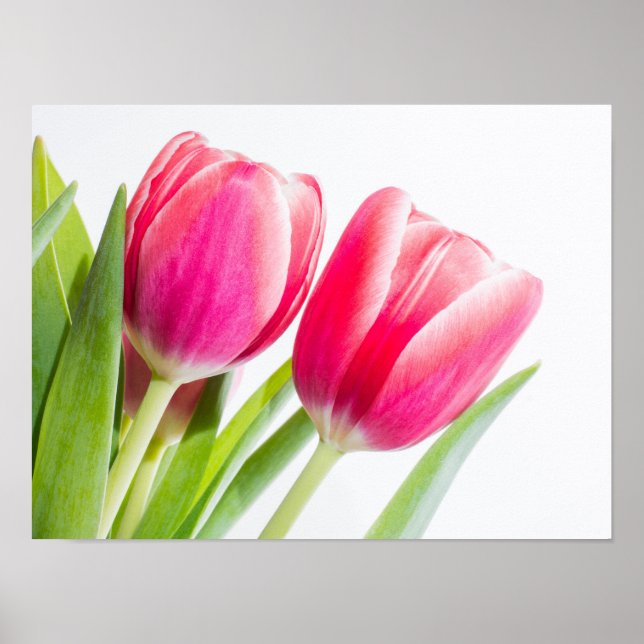 Poster Tulipas Rosa com Foto de Folhas Verdes (Frente)