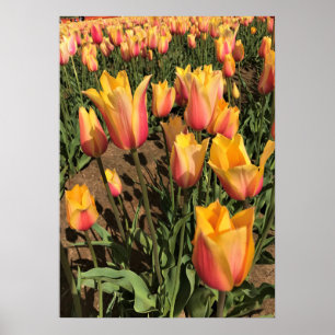 Poster Tulipas Rosa e Amarelo