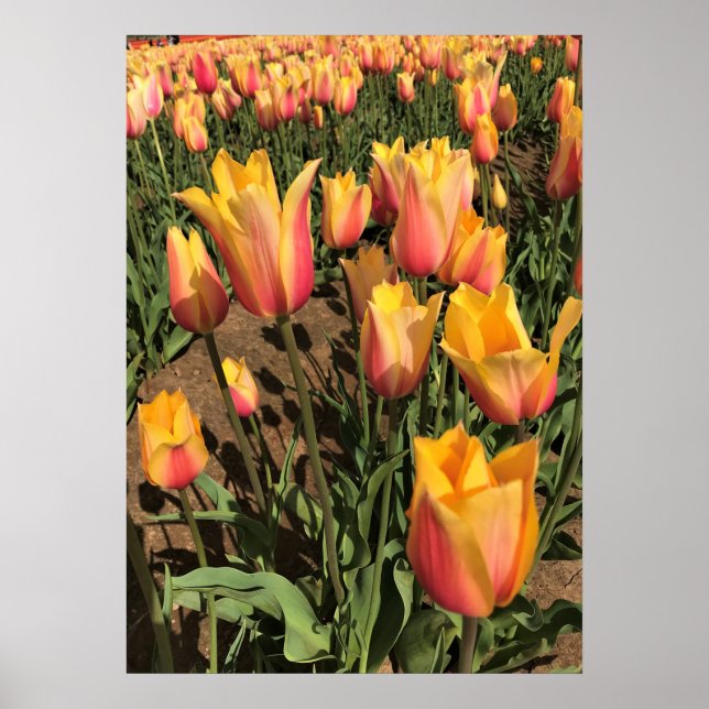 Poster Tulipas Rosa e Amarelo (Frente)