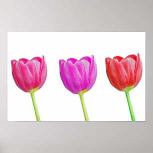Poster Tulipas rosa em branco