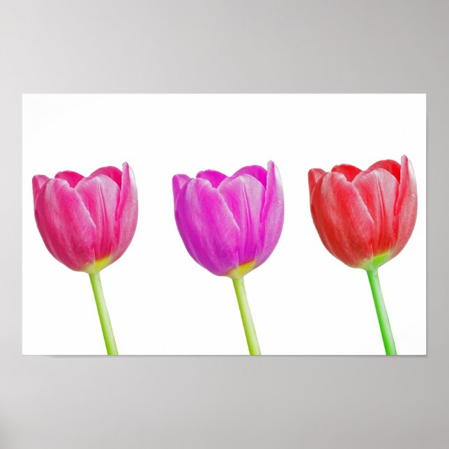 Poster Tulipas rosa em branco (Frente)