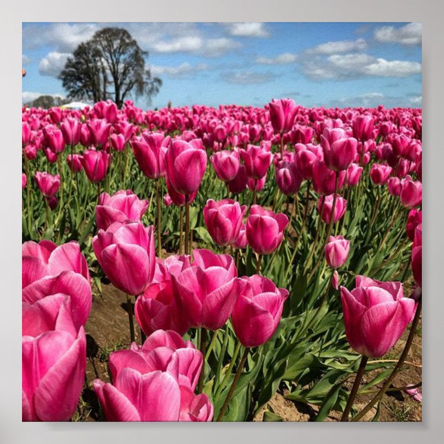 Poster Tulipas rosa em um campo, Oregon (Frente)