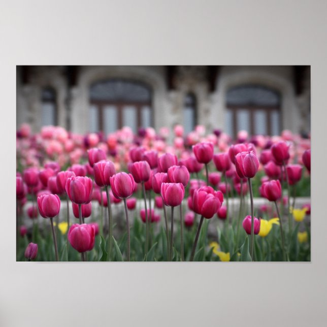 Póster Tulipas rosa - Montreal (Poster) (Frente)