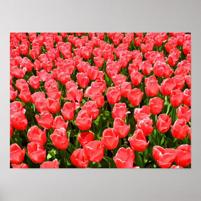 Póster Tulipas rosa profundo (Frente)