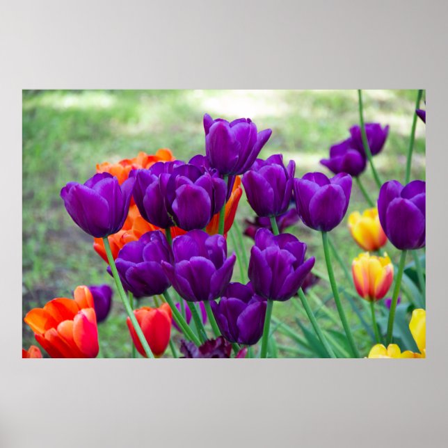Poster Tulipas roxas escuras (Frente)