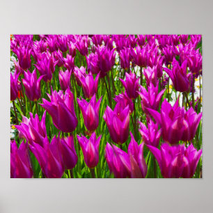 Poster Tulipas Roxas Keukenhof Holland Pequeno