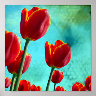 Poster Tulipas Vermelhas
