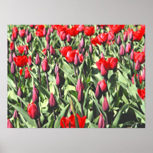 Poster Tulipas vermelhas
