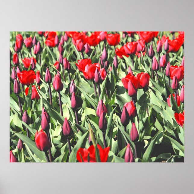 Poster Tulipas vermelhas (Frente)
