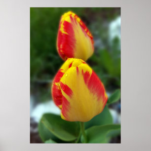 Póster tulipas vermelhas amarelas