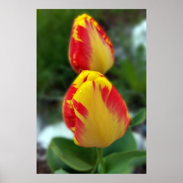Póster tulipas vermelhas amarelas (Frente)